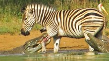 Zebra Escapes the Jaws of 2 Crocodiles