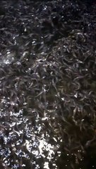 Segmen pembenihan, Segmen pendederan, Segmen pembesaran IKAN LELE❗Mana yang paling MENGUNTUNGKAN❓