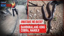Umatake ng bata? Dambuhalang king cobra, nahuli! | GMA Integrated Newsfeed
