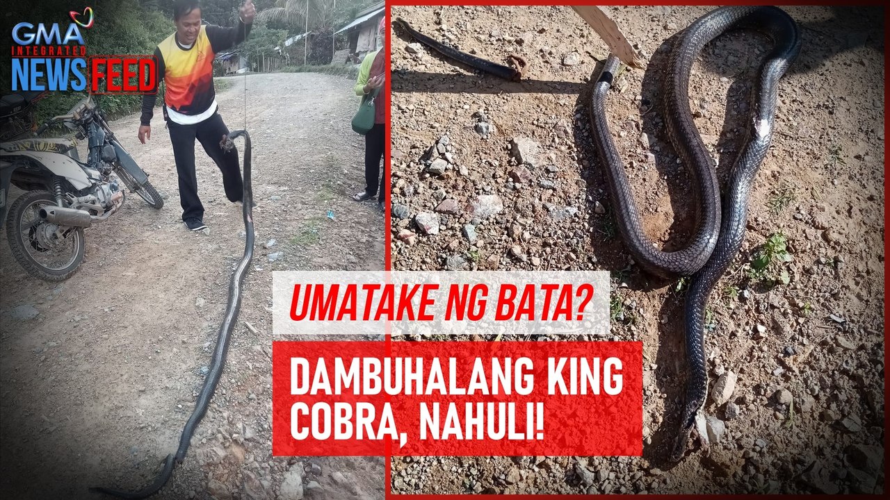 Umatake ng bata? Dambuhalang king cobra, nahuli! | GMA Integrated Newsfeed