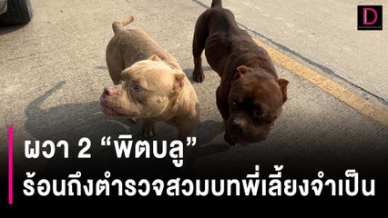ตามหาเจ้าของ! ผวา 2 "พิตบลู" โผล่ ร้อนถึงตำรวจสวมบทพี่เลี้ยงจำเป็น | HOTSHOT เดลินิวส์ 11/12/66