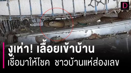 งูเห่า! เลื้อยเข้าบ้าน เชื่อให้โชค แห่แหวกพุ่มไม้ส่องบ้านเลขที่ลุ้นรวย | HOTSHOT เดลินิวส์ 10/12/66