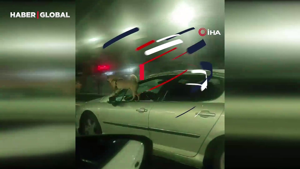 Trafikte tehlikeli anlar: Son sürat giden arabada köpeğin tehlikeli yolculuğu!