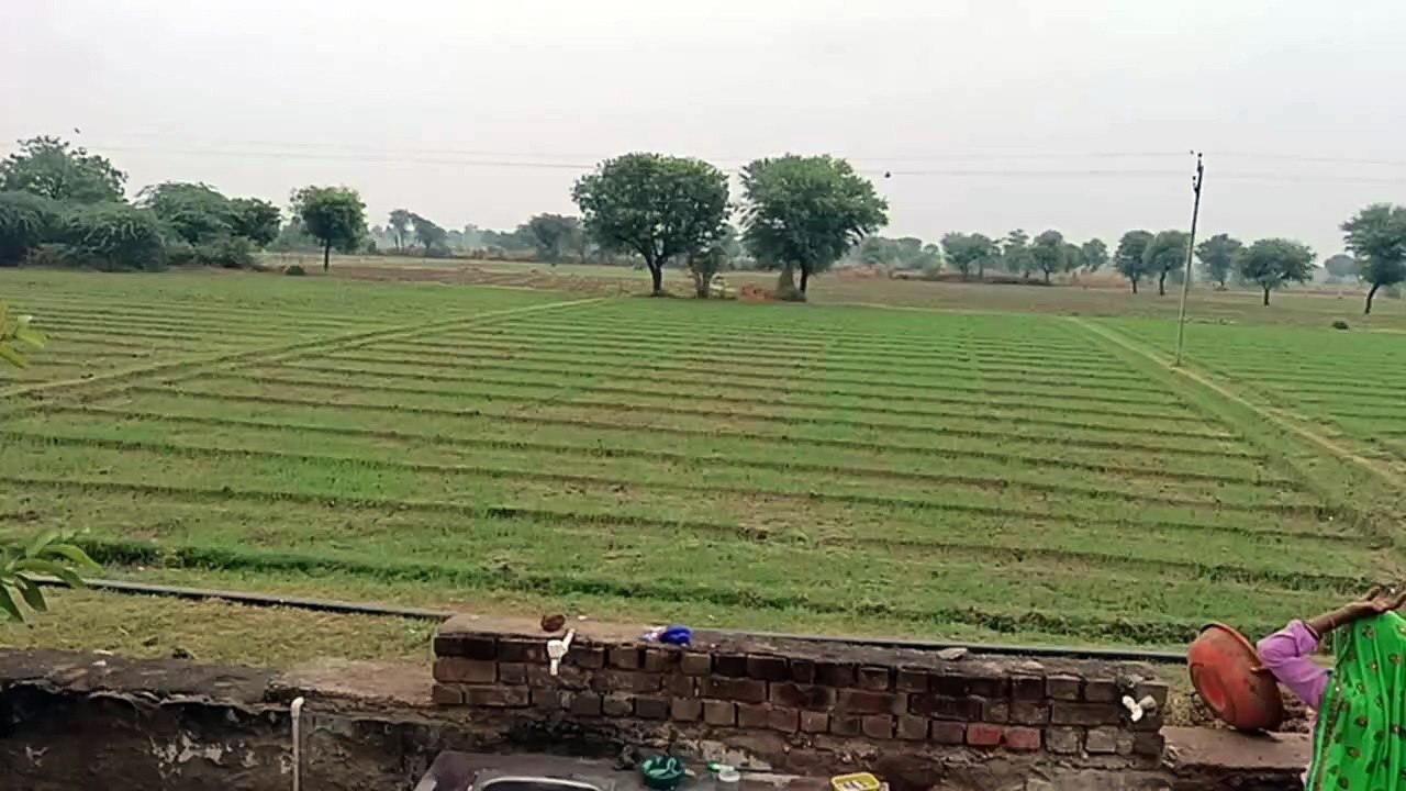शीतलहर से ठिठुरे लोग, छाया कोहरा, लहलहाई फसल