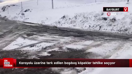 Karayolu üzerine terk edilen başıboş köpekler tehlike saçıyor