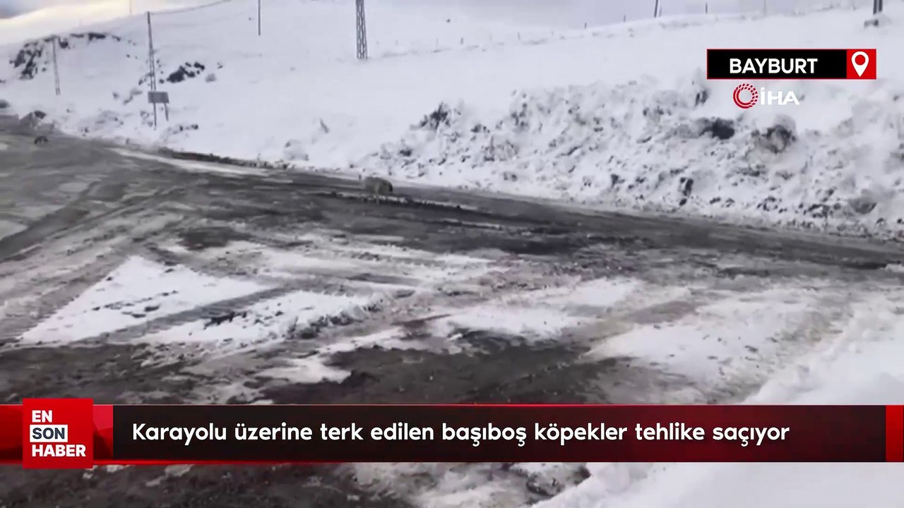Karayolu üzerine terk edilen başıboş köpekler tehlike saçıyor