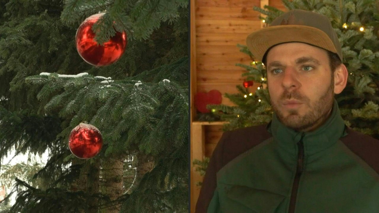 Weihnachtsbäume: Was man bei Kauf und Pflege beachten sollte