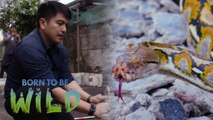 Doc Ferds Recio investigates why snakes are sometimes seen in human territories | Born to be Wild