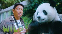 Doc Nielsen Donato meets the residents of Taipei Zoo | Born to be Wild