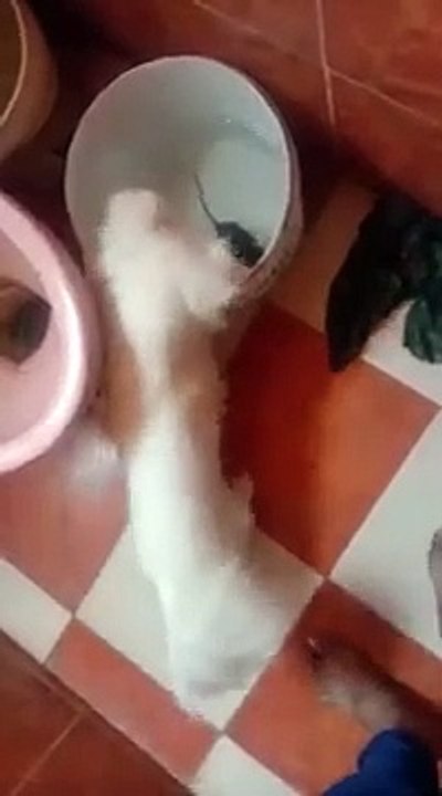 كلب اصطاد فار فى الحمام وهو فى الجردل مستخبى منه جوه الماء شاهد ماذا فعل معه الكلب اللولو الفرنسى