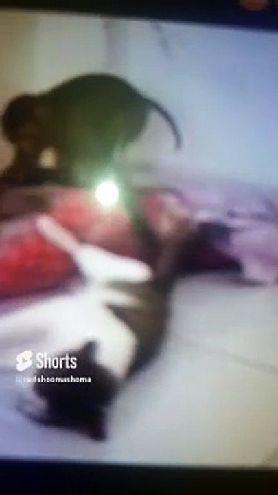 شاهد ماذا فعل القط الصغير عندما شاف القرد بيضرب القطة الكبيرة على الموبايل مش هتصدق قمة الكوميدية
