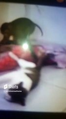 شاهد ماذا فعل القط الصغير عندما شاف القرد بيضرب القطة الكبيرة على الموبايل مش هتصدق قمة الكوميدية