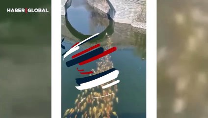 Balık sürüsünün ördeği takip ettiği anlarda gerçek sonradan ortaya çıktı