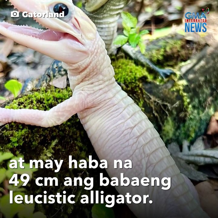 Buwaya sa Florida, bakit kulay puti? | GMA Integrated Newsfeed