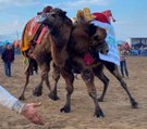 Yörük kültürü deve güreşlerinde yaşatılıyor