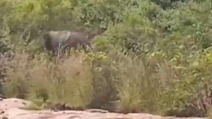 చిత్తూరు జిల్లా: హడలెత్తించిన తుంటరి ఏనుగు