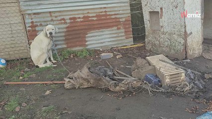 Loire-Atlantique : une association se déplace suite à un signalement et tombe sur une chienne à bout de forces