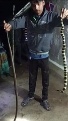 हिरदेनगर में निकले रसेल वाइपर सांप का सर्प मित्र ने किया रेस्क्यू