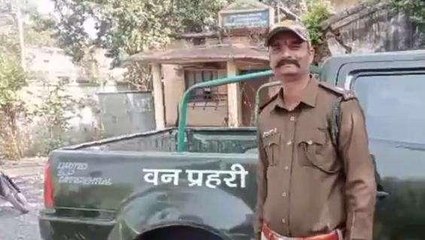 सीधी: वन विभाग ने 1 साल में किया सांपो का रेस्क्यू,जाने प्रजाति और संख्या
