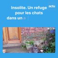 Une refuge pour les chats entre Le Havre et Rouen