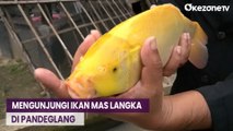 Uniknya Ikan Mas Sinyonya, Satwa Langka Peninggalan Purbakala di Pandeglang