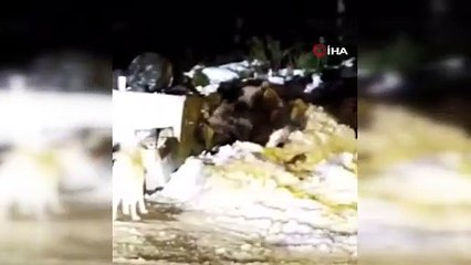 Uludağ’ın ‘Uyuyamayan’ ayı ailesi kendilerini rahatsız eden köpeğe saldırdı