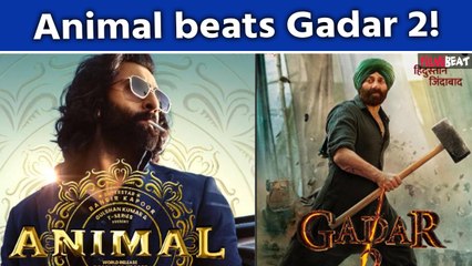 Animal BO Collection: Ranbir Kapoor starrer surpasses the lifetime collection of Sunny's Gadar 2!