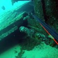 Spearfishing Big Fish Inside ShipWrecks!