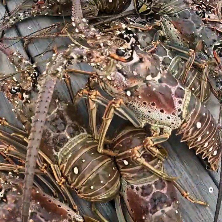 This Ocean is Full of Lobster
