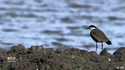 Protecting migratory birds with green tourism