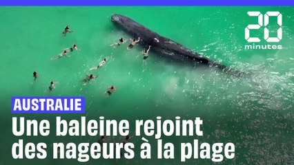 Australie : Une baleine rejoint des nageurs au bord de la plage #short
