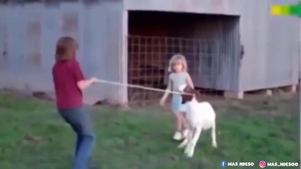 Seru! Koleksi Video Pertarungan Hewan vs Manusia 🐾