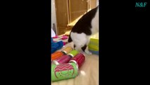 Funniest Cats Videos, The Siliest, Cutest And Funniest Cats 85