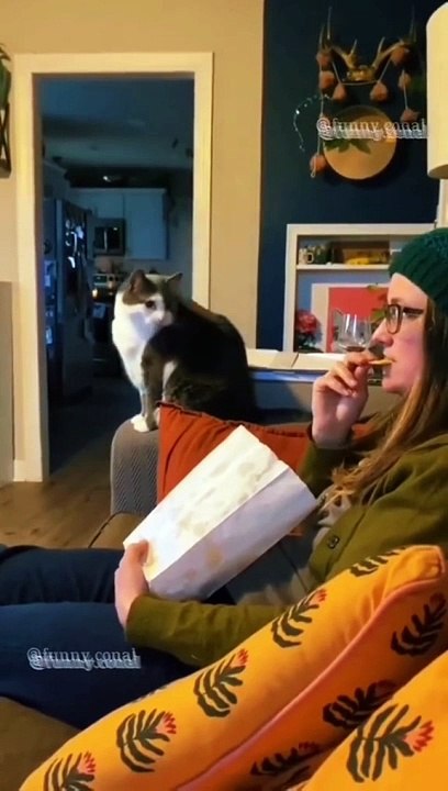 Cat Dog reaction 
