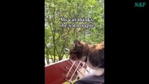 Funniest Cats Videos, The Siliest, Cutest And Funniest Cats 86