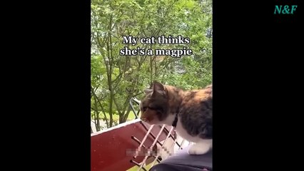 Funniest Cats Videos, The Siliest, Cutest And Funniest Cats 86