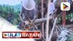 Aklan piña handloom weaving, kabilang sa listahan ng 'Intangible Cultural Heritage of Humanity'...