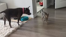 The friendship between pampered dog & stray kitten is legit GOALS!