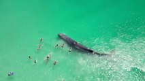 Giant Whale Makes a Splash in Shallow Waters at Perth's Port Beach