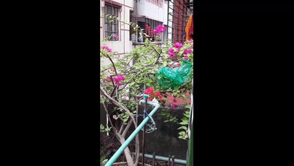 ছাদ বাগানে একদিন- A day in the Roof Garden.