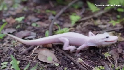 This Baby Alligator Is One of the Few Left
