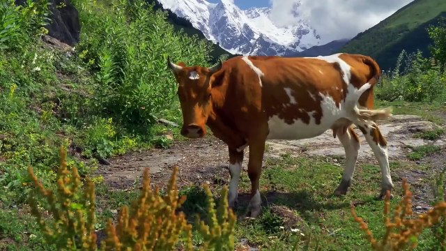 The Ancient Tale_ Relaxing Duduk Music _ The Beautiful Caucasus Mountains