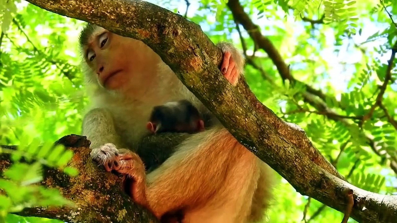 Look So Tired MILINA Mom Breastfeed Newborn Baby Till Sleepy (720p_25fps_H264-192kbit_AAC)