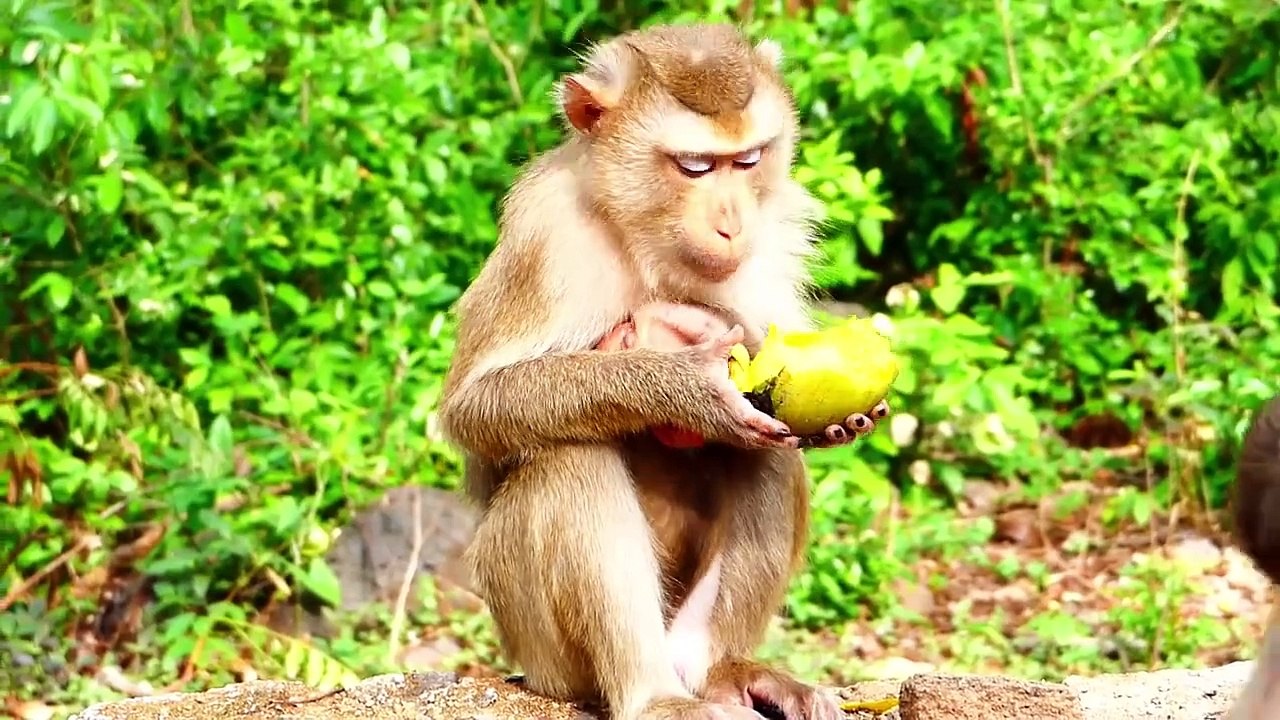 Look So Pity For Mother Sarika That Carries Baby Saro In Chest Runs Escaping From Adult Monkey (720p_25fps_H264-192kbit_AAC)