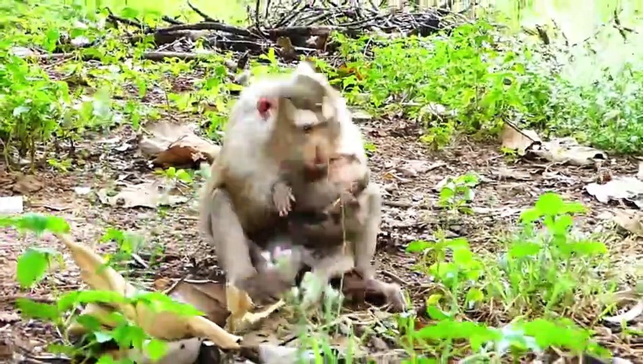 Look Pity For Baby ROCKSTAR That He Is Warned By Mother Rozy (720p_25fps_H264-192kbit_AAC)