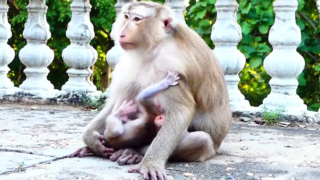 Lovable actions of adorable Monaco baby under chest Molia mom, Monaco is interested with relatives (720p_25fps_H264-192kbit_AAC)