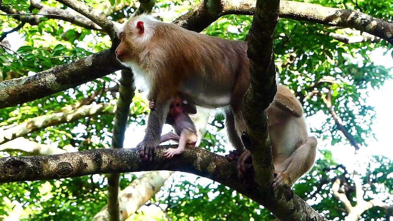 Look Worried To Tiniest Baby Holds Harder On High Tree (720p_25fps_H264-192kbit_AAC)