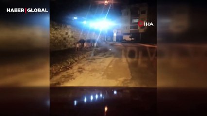 Karabük'te yolun ortasında ilginç anlar: Sürü halde önlerine çıktı!