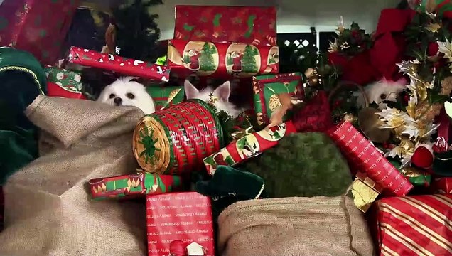 Les trois chiens mousquetaires Bande-annonce (EN)