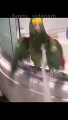 Funny Videos,cats and dogs #funnyvideos #cat #dog #pet #funny_videom